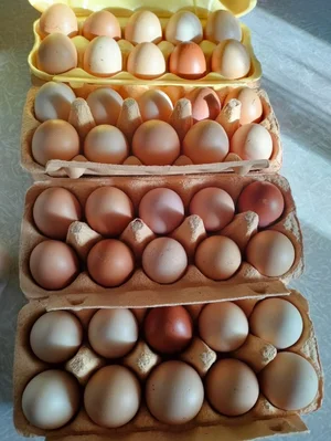 Домашнее яйцо