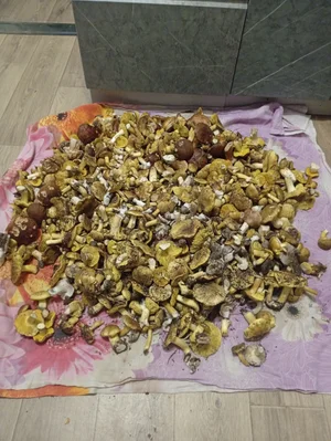 Маринованные зеленушки