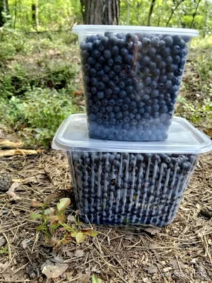 Черника