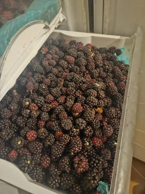 Ежевика свежезамороженная