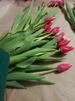 Цветок на луковице