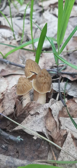 Сморчковая шапочка