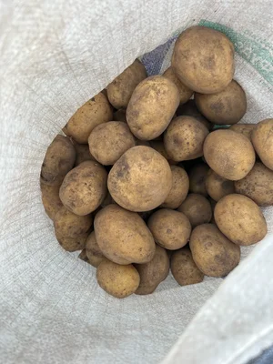 Картофель домашний, желтая мякоть, в сетке