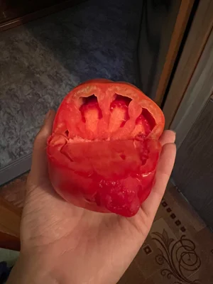 Домашний розовый мясистый помидор