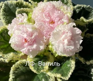 Детки фиалочек