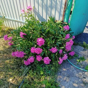 Яйца домашние