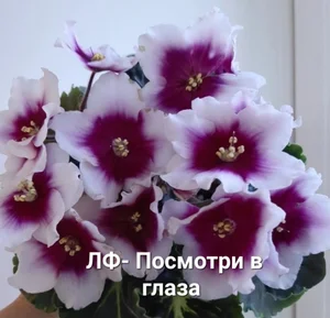 Детки фиалочек