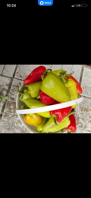 Картофель