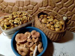 Маслята маринованные
