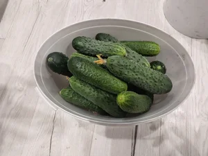 Ежевика