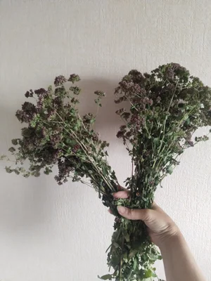 Душица