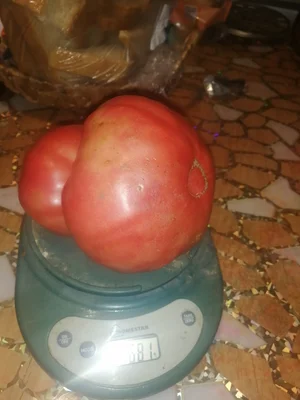 Помидоры
