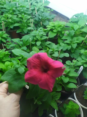 Рассада петунии