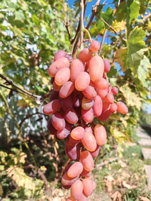 Виноград