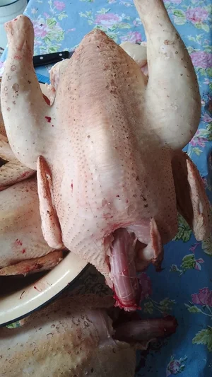 Курица