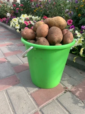 Картошка крупная