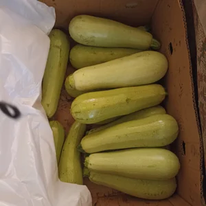 Огурчики крупные не старые на еду