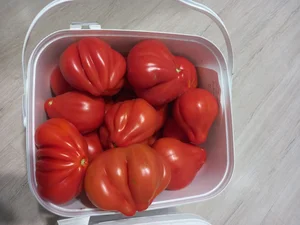 Малина