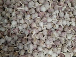 Картофель домашний