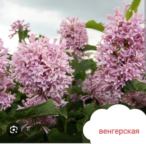 Картофель семенной 40ка дневку