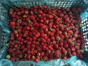 Клубника