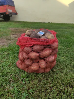 Картофель белый