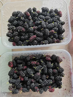 Шелковица
