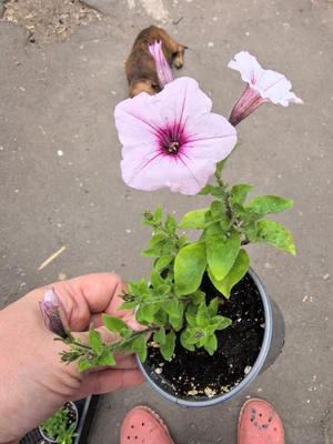 Калибрахоа