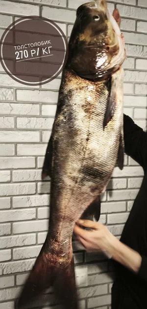 Толстолобик