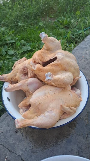 Курица