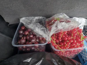 Крыжовник