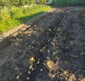 Огурцы