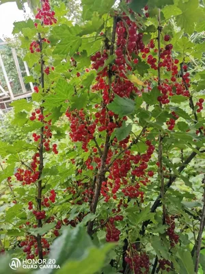 Крыжовник