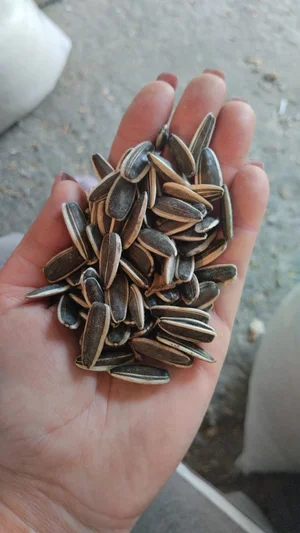 Семечки