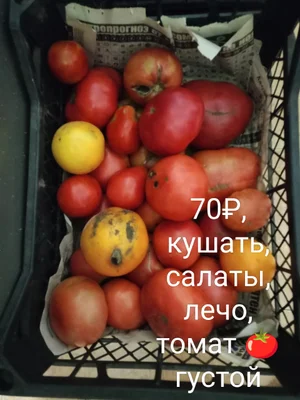 Помидоры