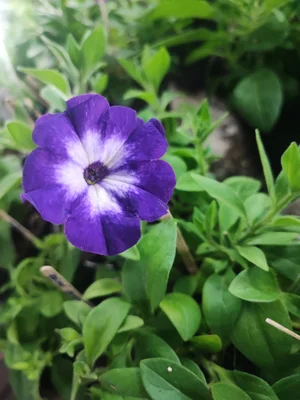 Петунии