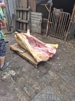Свинина