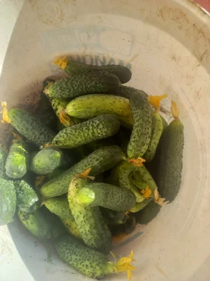 Огурец грунтовой
