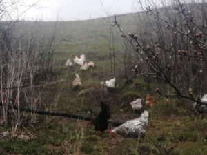 Яйцо куриное