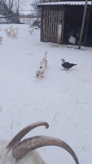 Домашние гуси