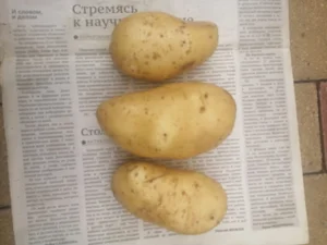 Картофель