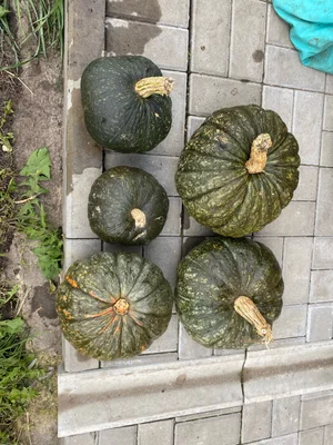Гусь замороженный