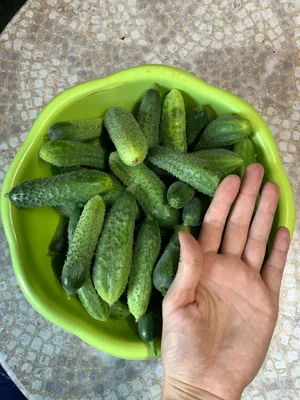 Огурцы