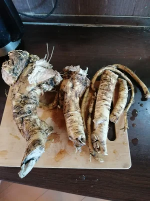 Корень хрена