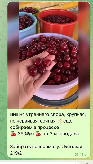 Вишня