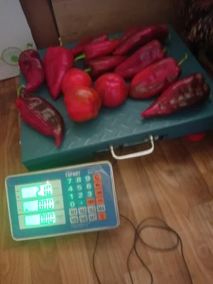 Помидоры