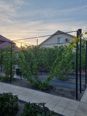 Черенки элитных сортов винограда