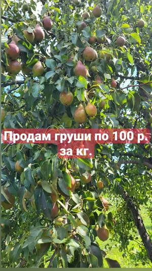 Груши