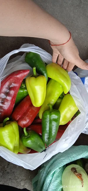Перец болгарский