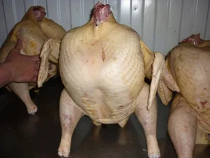 Курочки молодые